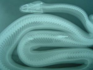 serpiente