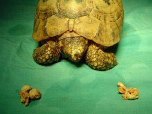 tortuga